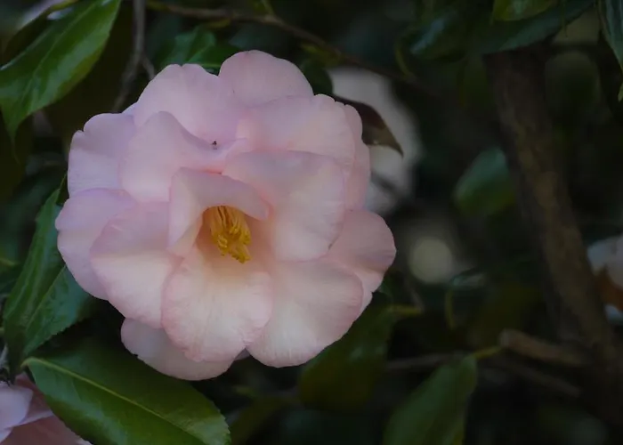 Casa Rabissale * 로카르노